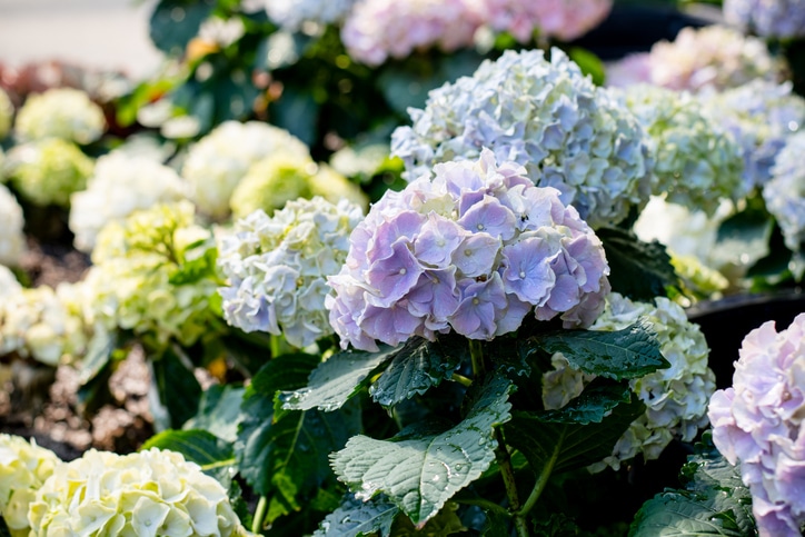 Hydrangeas