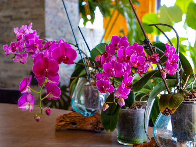 Orchids
