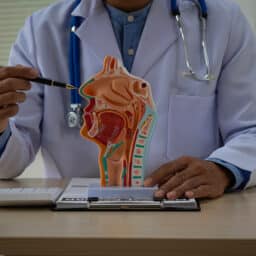 Doctor pointing at a model of the respiratory system.