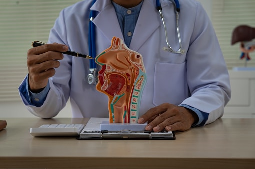 Doctor pointing at a model of the respiratory system.